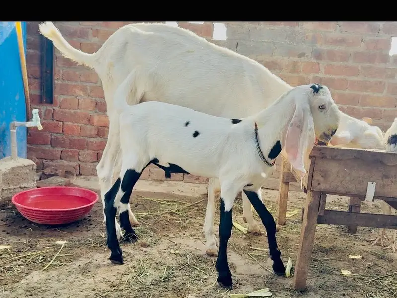 Pure rajanpuri bakri or sath 1 male bacha — photo 8