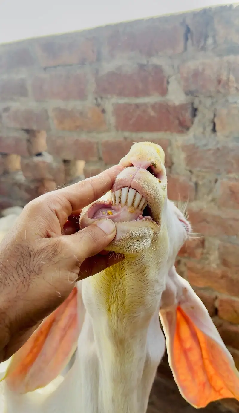 Pure rajanpuri bakri or sath 1 male bacha — photo 9