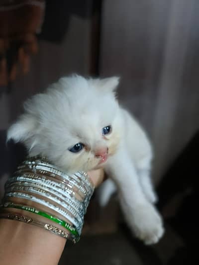 Persian