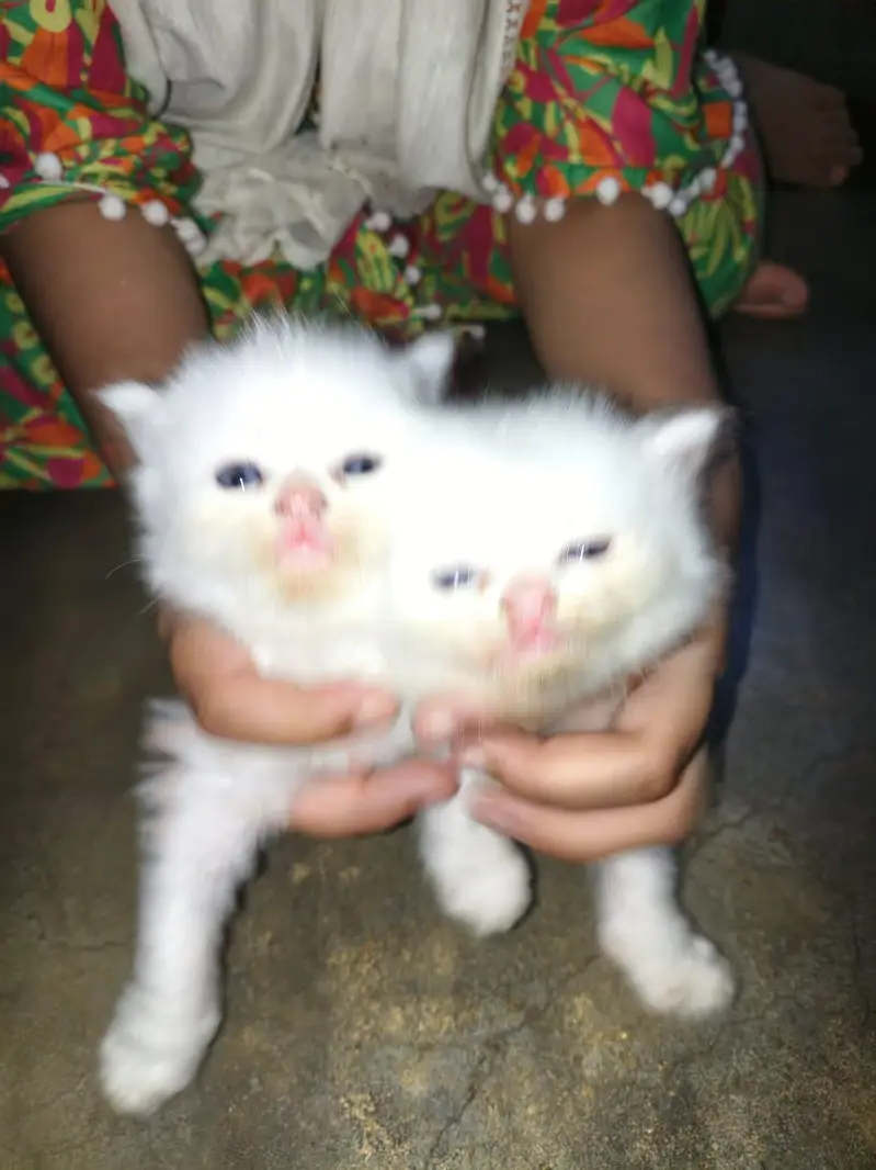 Persian — photo 2