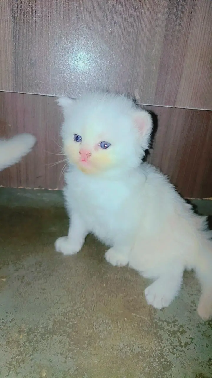 Persian — photo 3