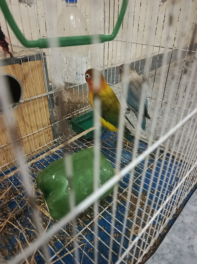 love bird — photo 2