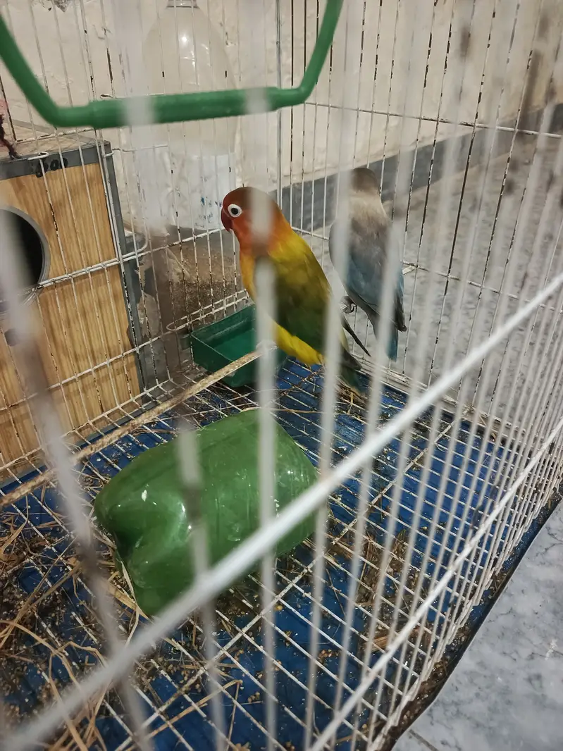 love bird — photo 3