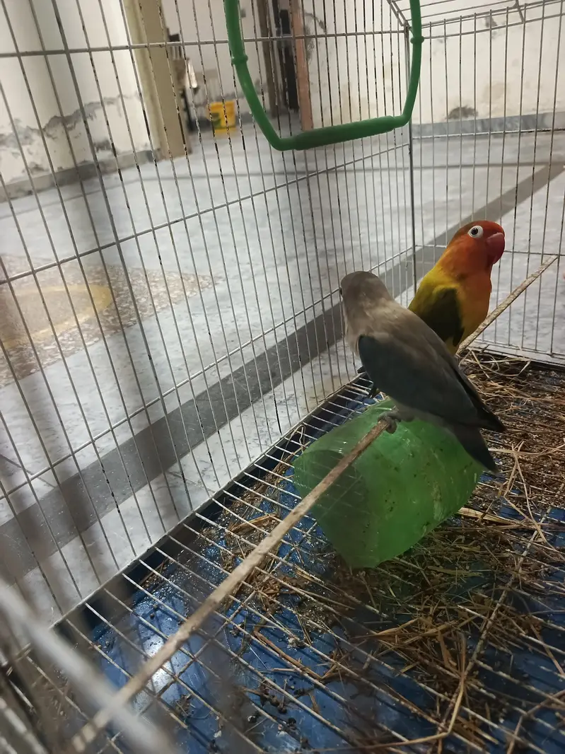love bird — photo 4