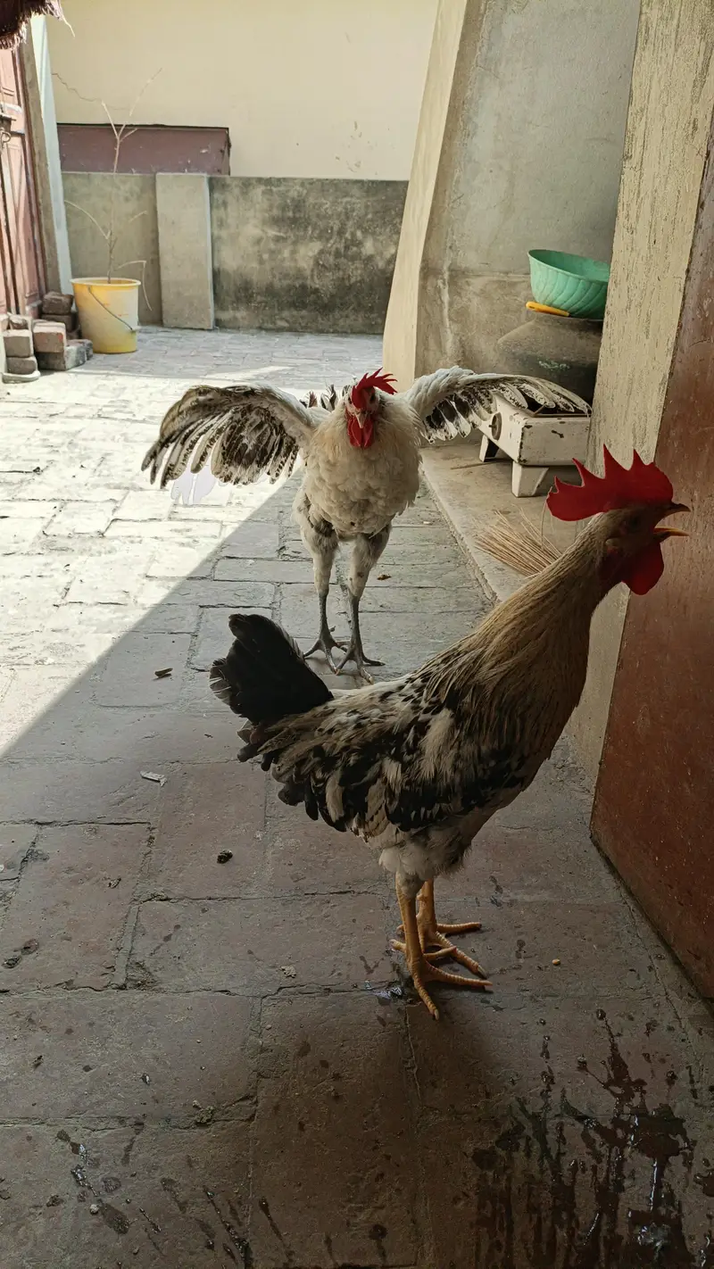 Desi Hens and other setup — photo 2