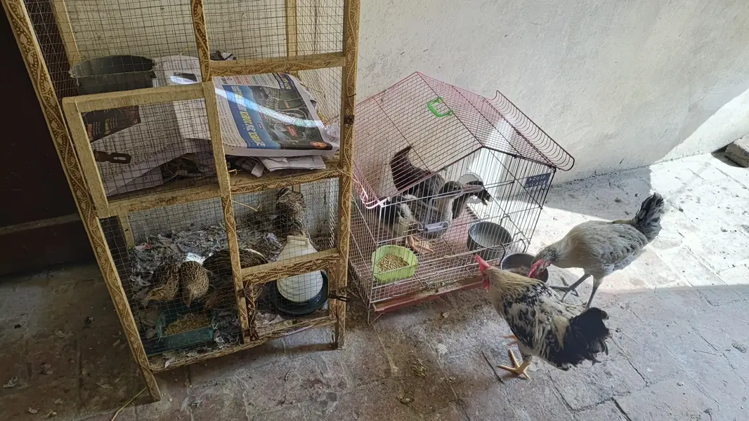 Desi Hens and other setup — photo 10