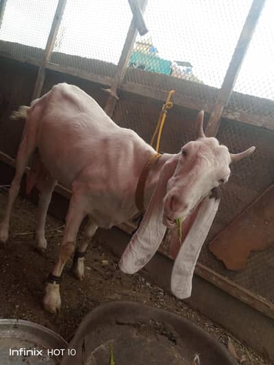 bakri