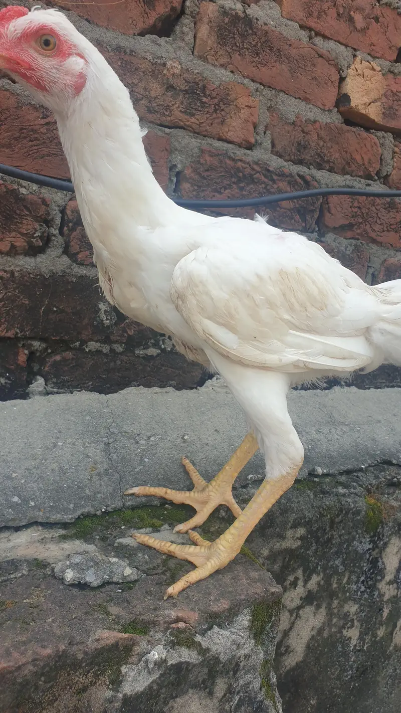aseel white jora — photo 2