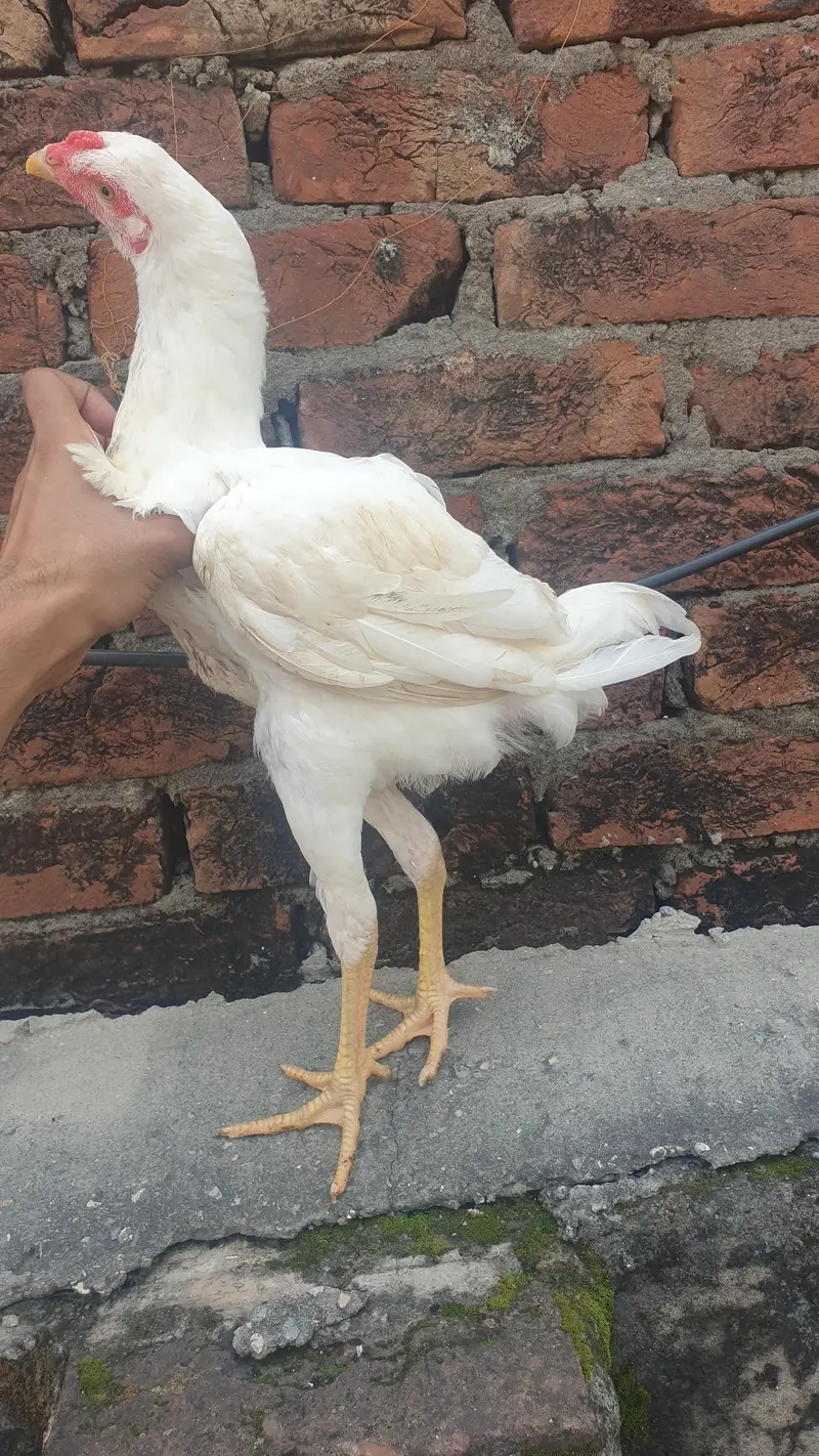 aseel white jora — photo 5