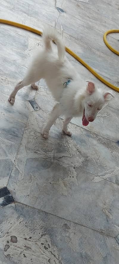 urgent for sell