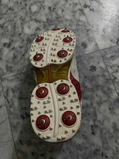 Gray nicolls spikes
