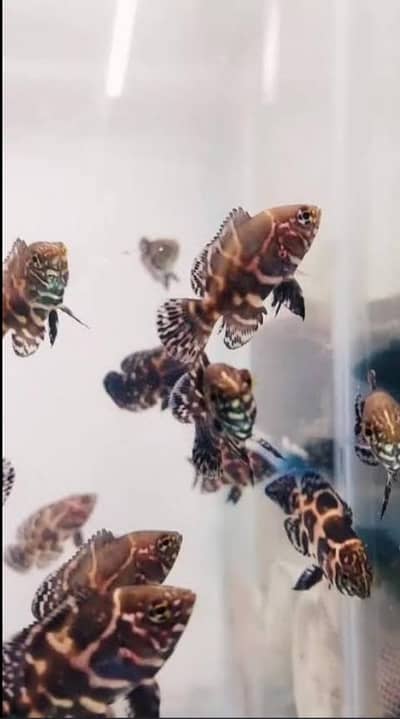 Oscar, Betta, Blue line shark, Naja shark, Florocent Tetra