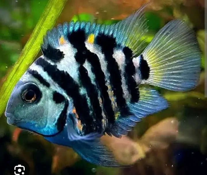 Oscar, Betta, Blue line shark, Naja shark, Florocent Tetra — photo 5