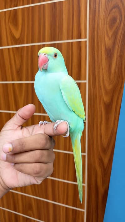 cremino  Ringneck red eyes
