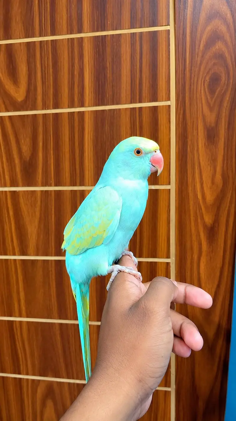 cremino  Ringneck red eyes — photo 2