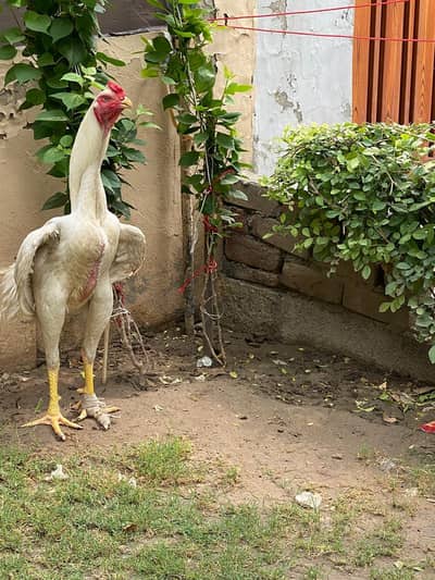white o shamo in king size