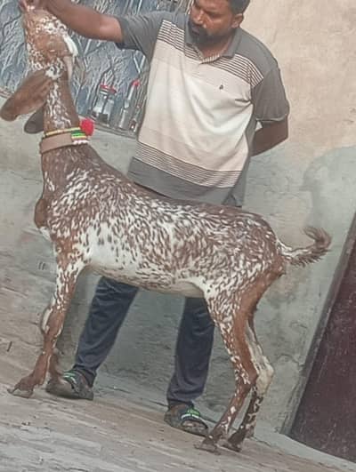 Makhi cheeni Gabn path sale