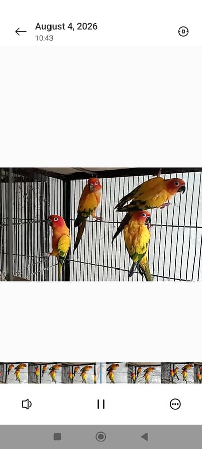 Sunconure Super Quality