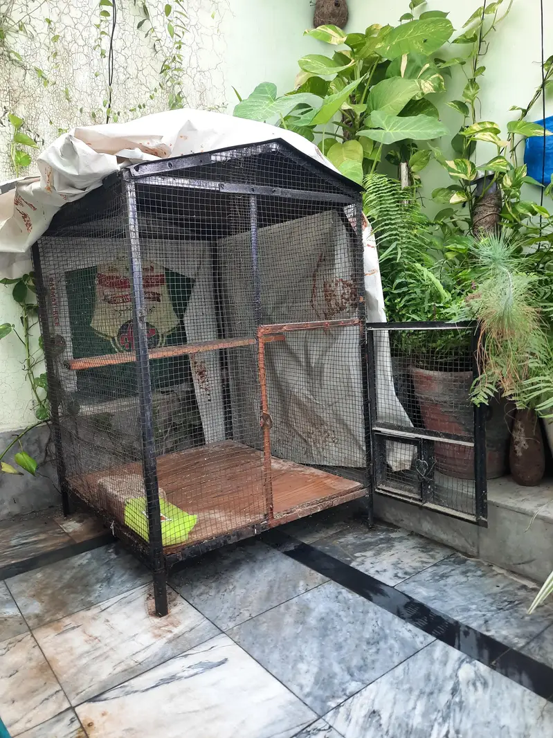 2 Bird Cages for Sale – Large & Medium  | Good Condition 03487242138 — photo 4
