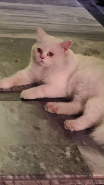 Persian Female Cat – 4 Months | Triple Coat | Washroom Trained