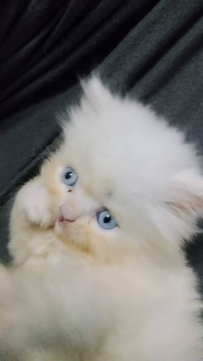 Persian Cat for Sale