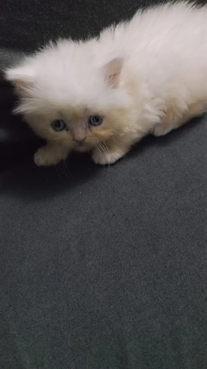 Persian Cat for Sale — photo 2