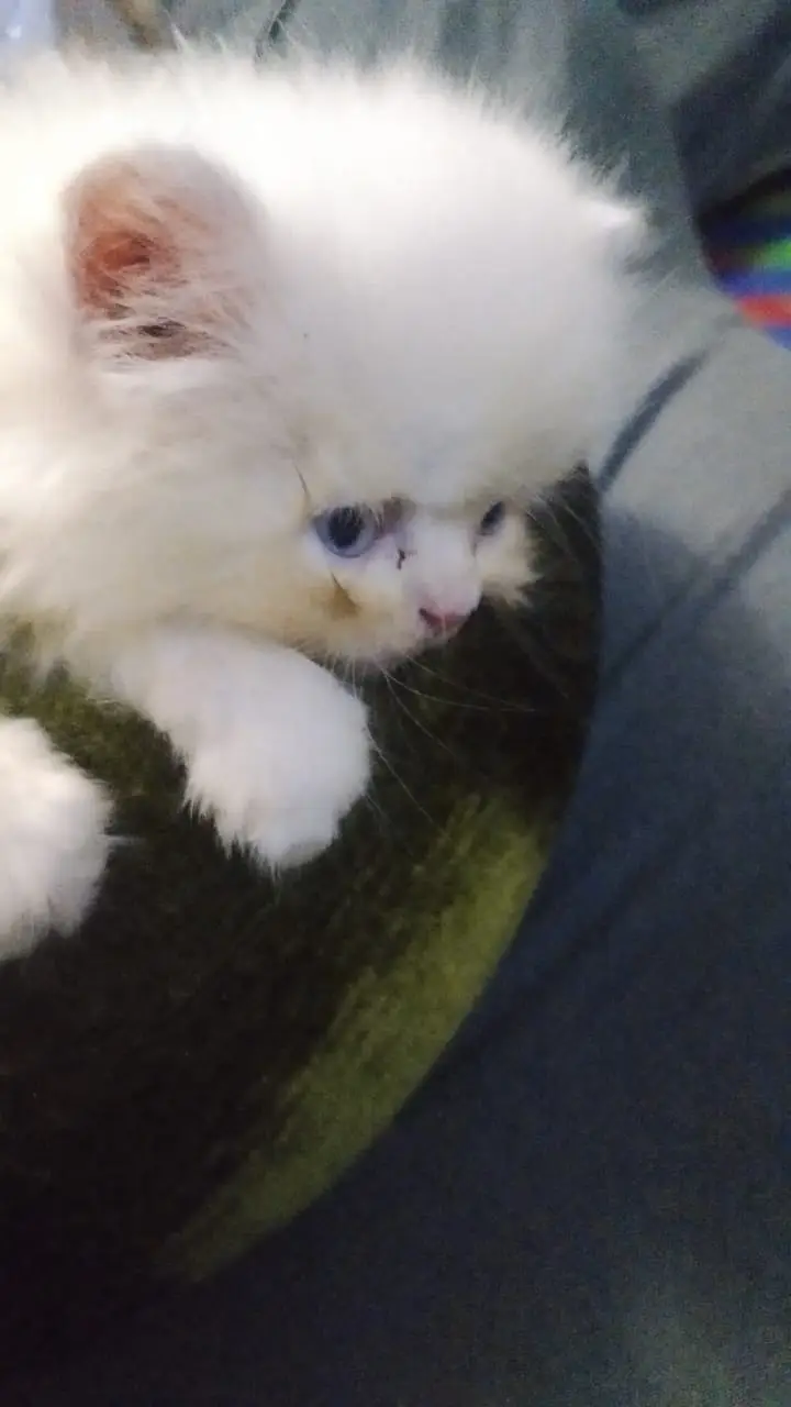 Persian Cat for Sale — photo 3