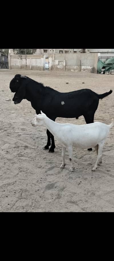 beetal Bakra gulabi bakri