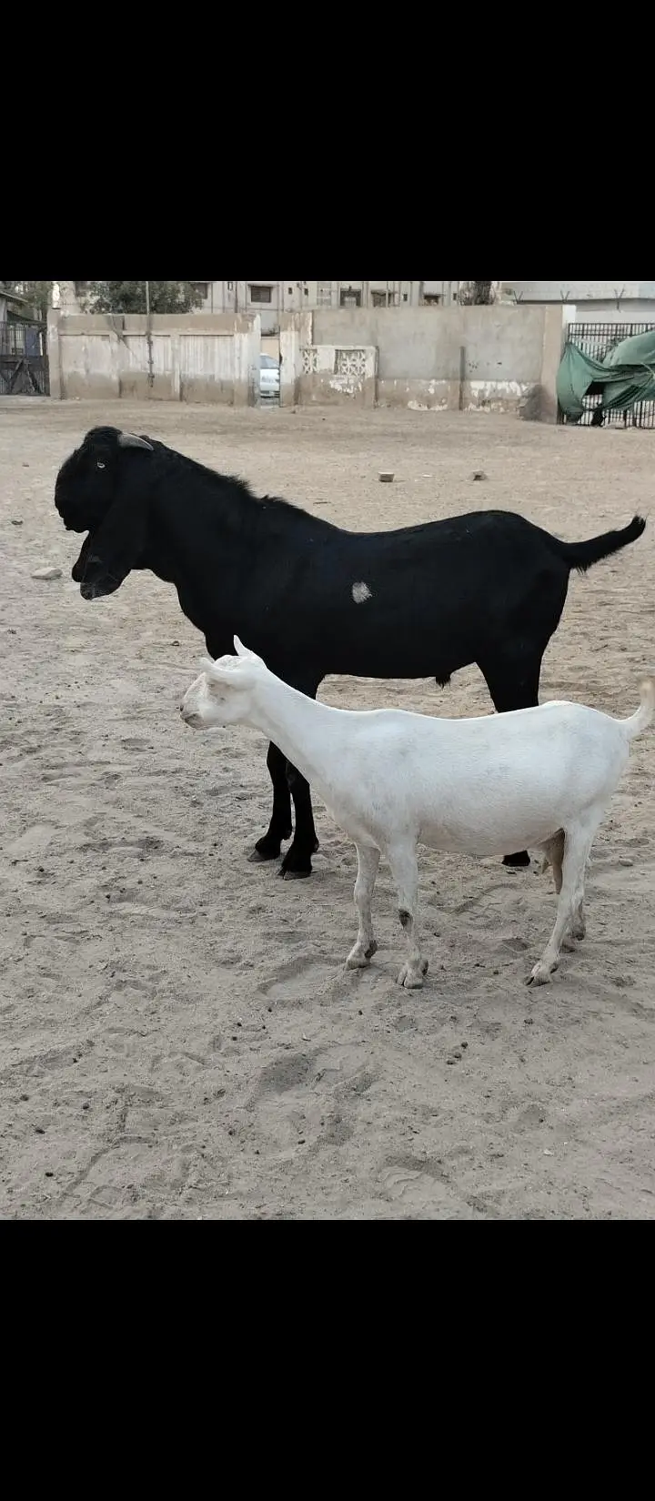 beetal Bakra gulabi bakri