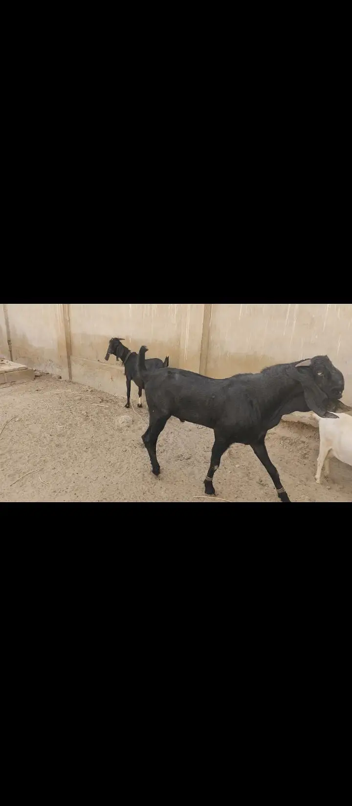 beetal Bakra gulabi bakri — photo 2
