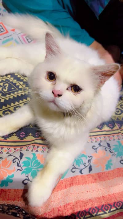 Female cat