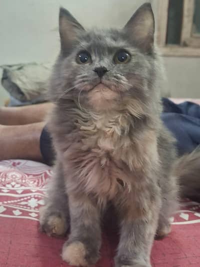 Cute Kittens for sale