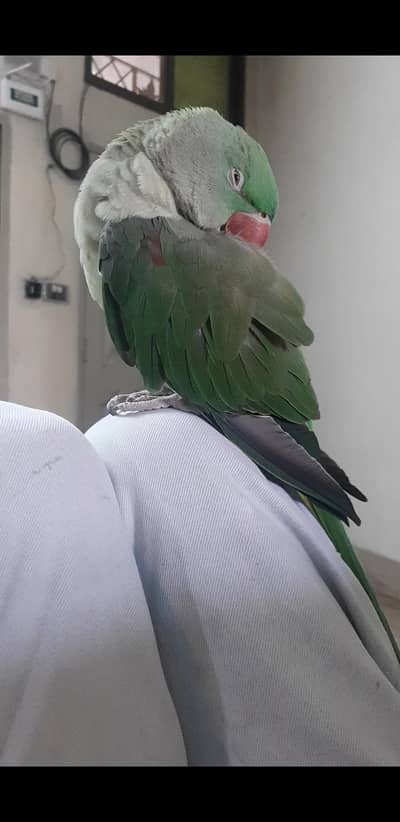 parrot for sale