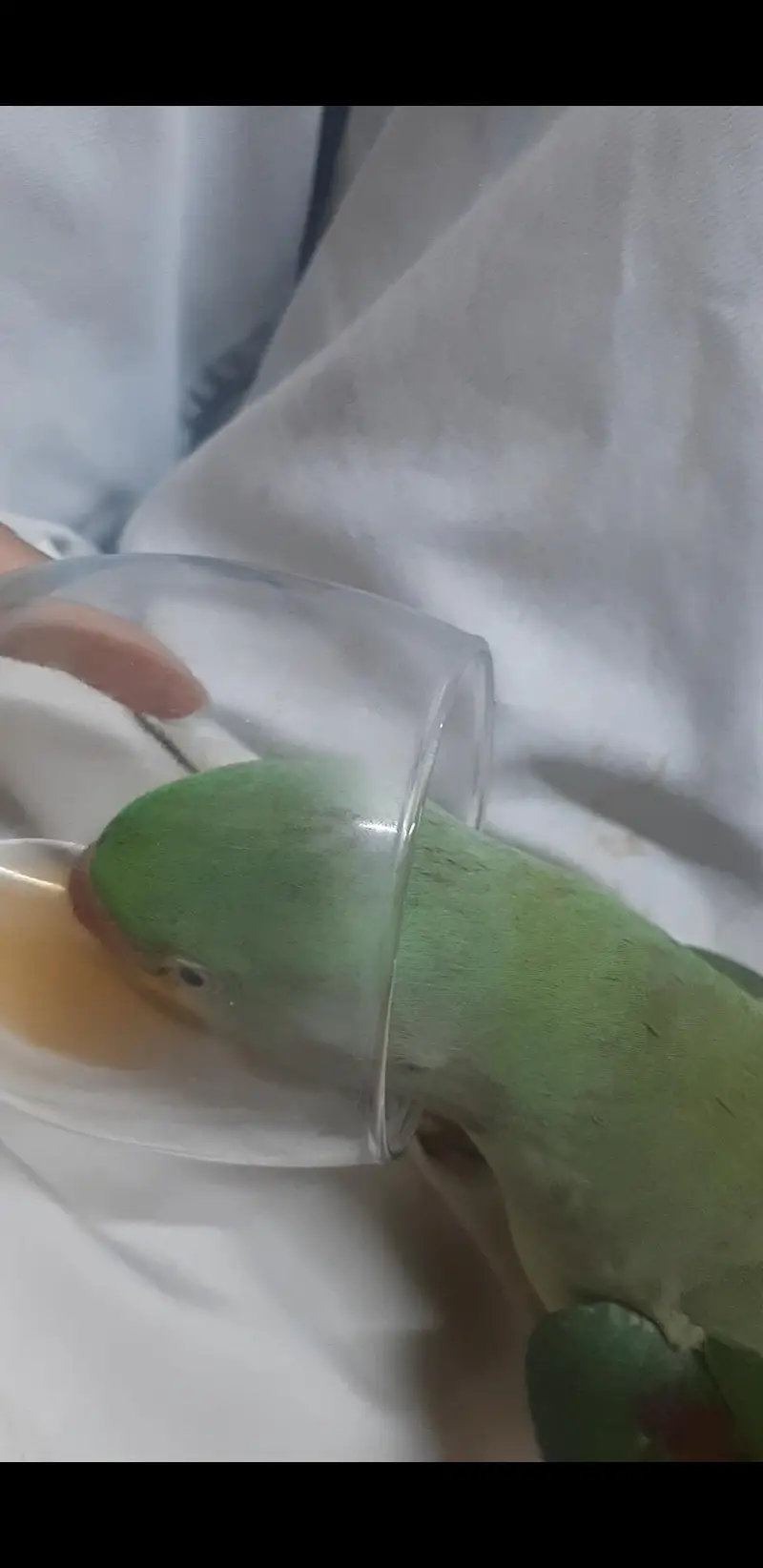 parrot for sale — photo 2