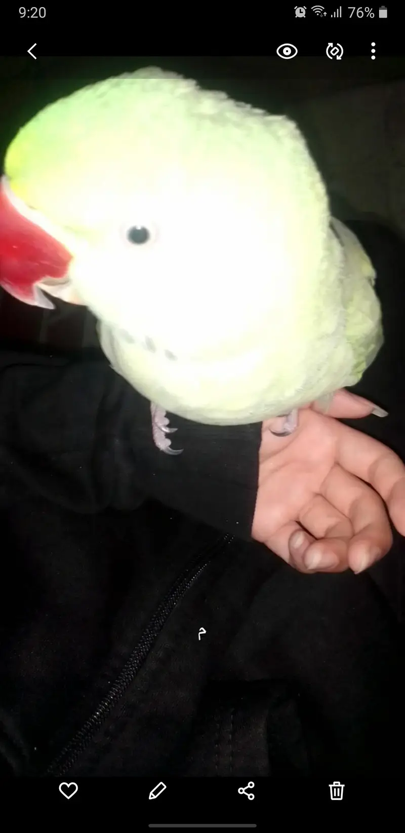 parrot for sale — photo 3