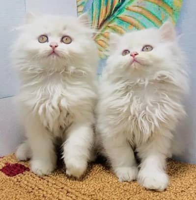 Triple coated Pure White Persian Kitten