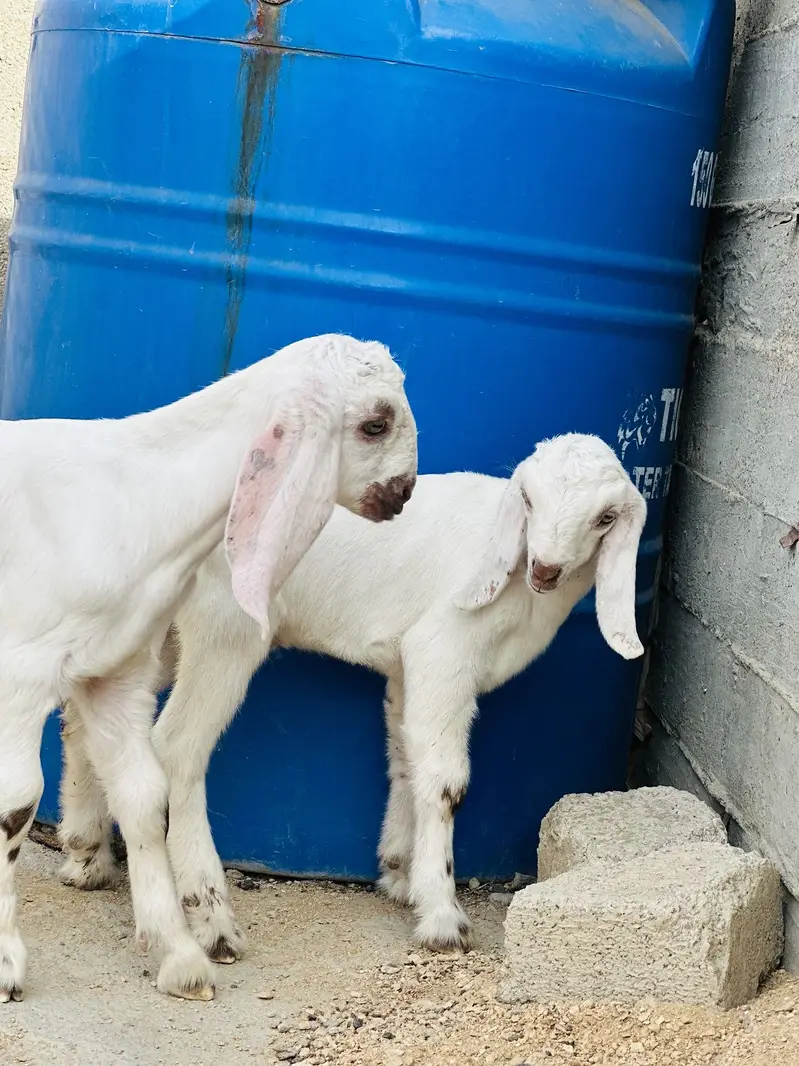 2 white male for sale