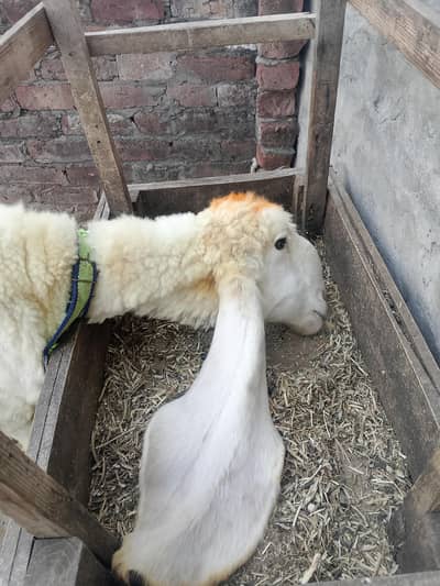 lakhi or kaki karas qajli berh