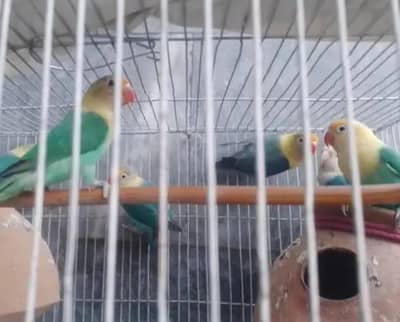 URGENT SALE – BEAUTIFUL PARROTS