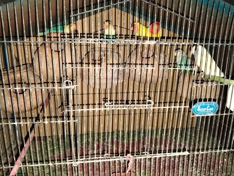 URGENT SALE – BEAUTIFUL PARROTS — photo 2