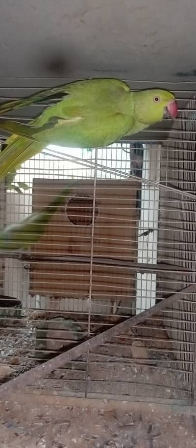 Green Ring neck breeder female