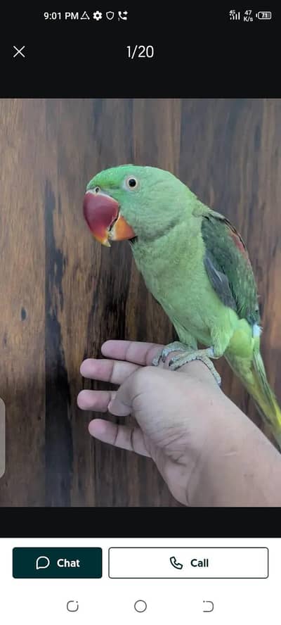 parrot for sale male or female my WhatsApp number03447870160
