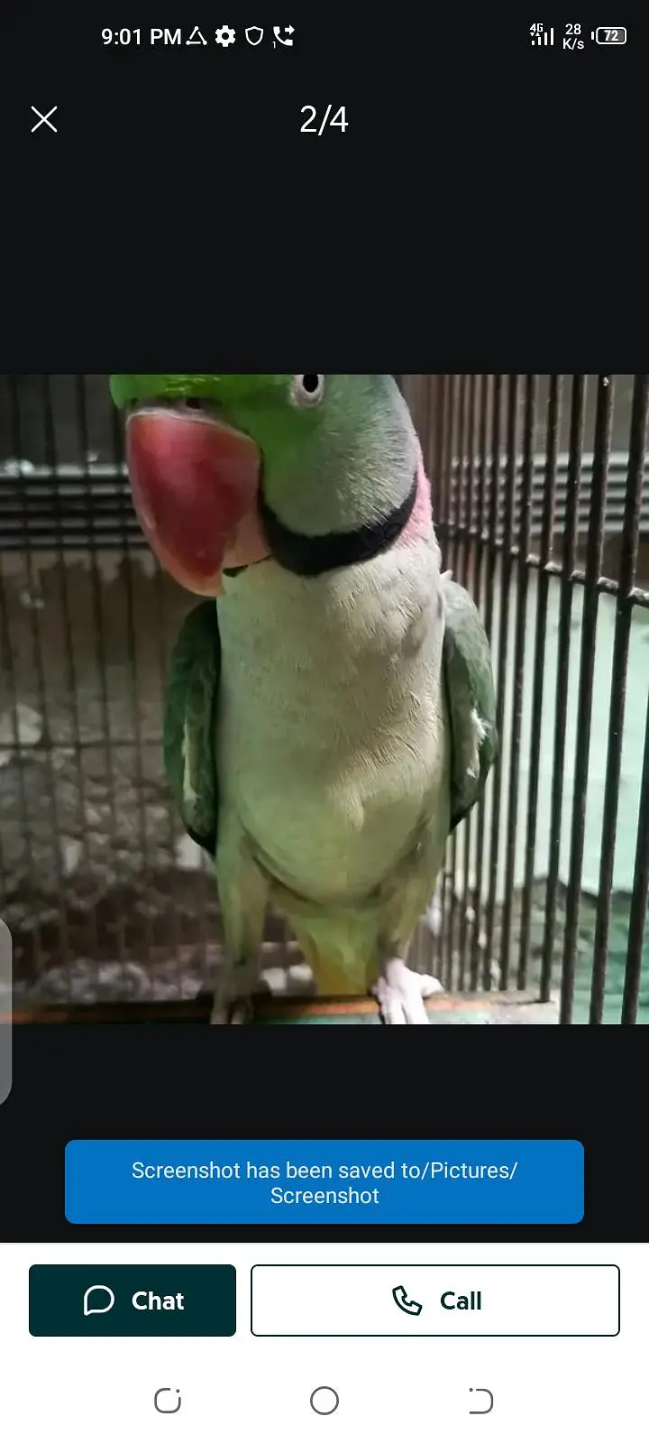 parrot for sale male or female my WhatsApp number03447870160 — photo 2