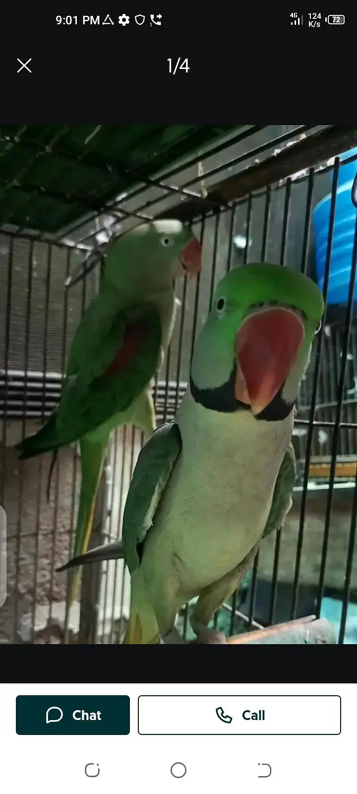 parrot for sale male or female my WhatsApp number03447870160 — photo 5