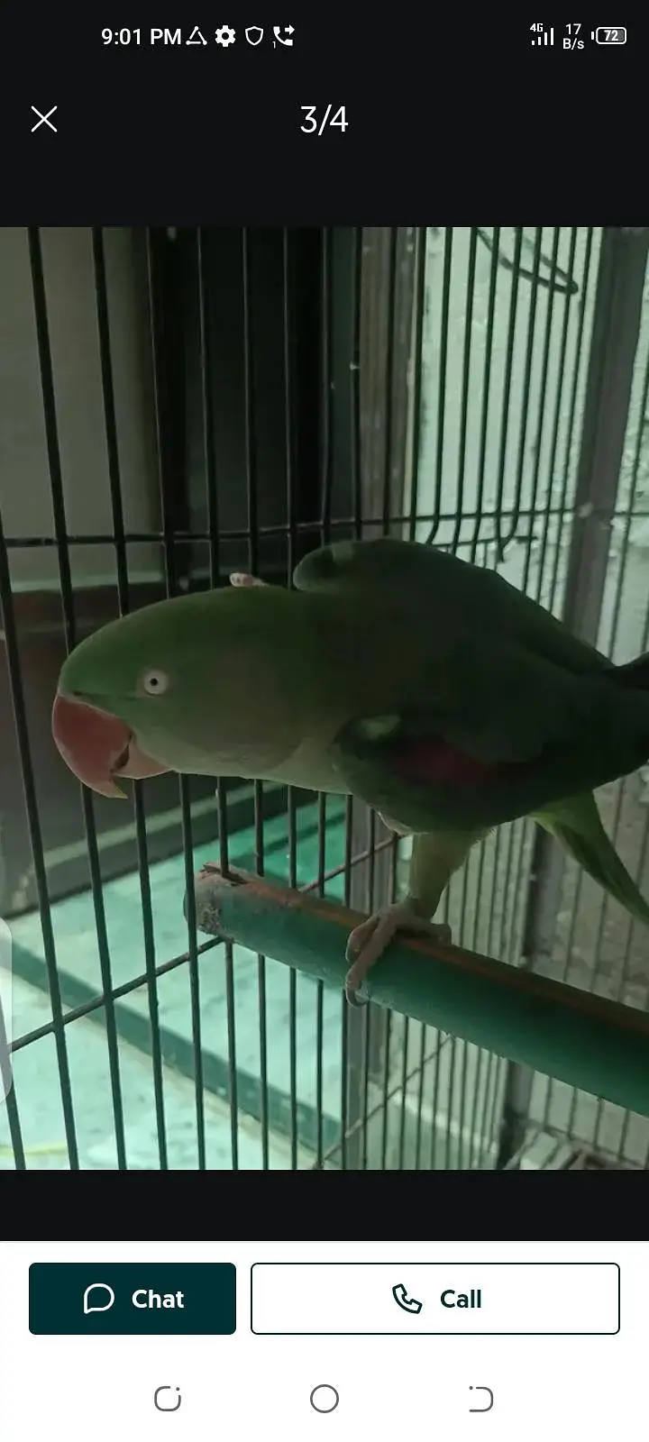 parrot for sale male or female my WhatsApp number03447870160 — photo 6