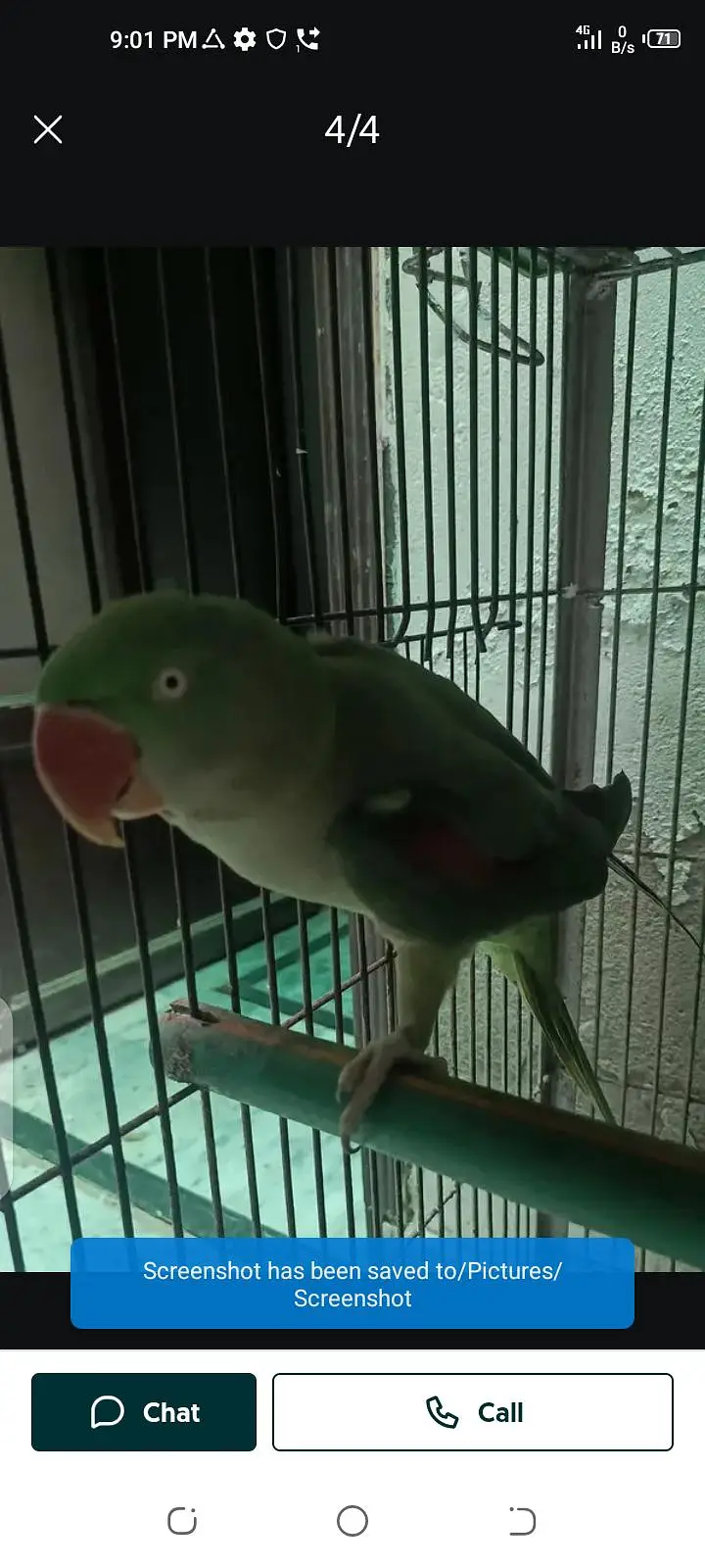parrot for sale male or female my WhatsApp number03447870160 — photo 7