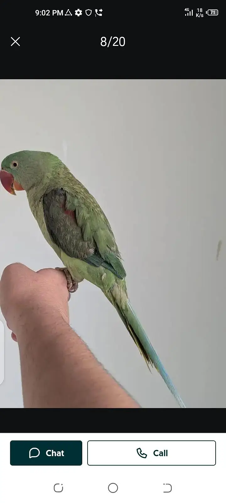 parrot for sale male or female my WhatsApp number03447870160 — photo 8