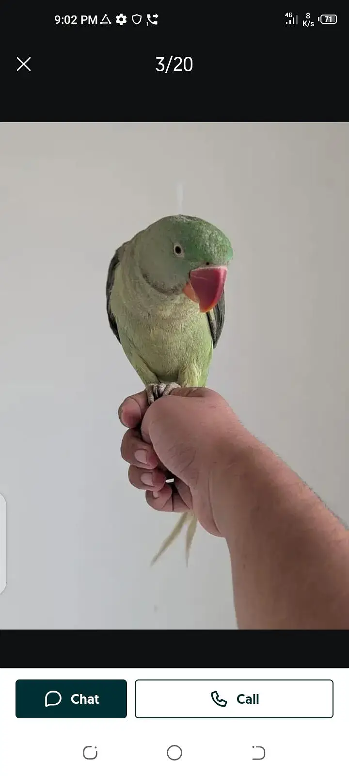 parrot for sale male or female my WhatsApp number03447870160 — photo 9
