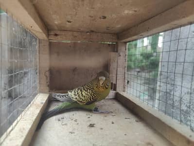 black face split black wing adult female