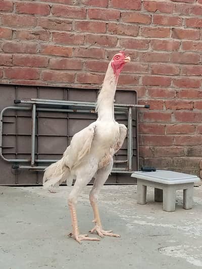 O Shamo male for sale hai